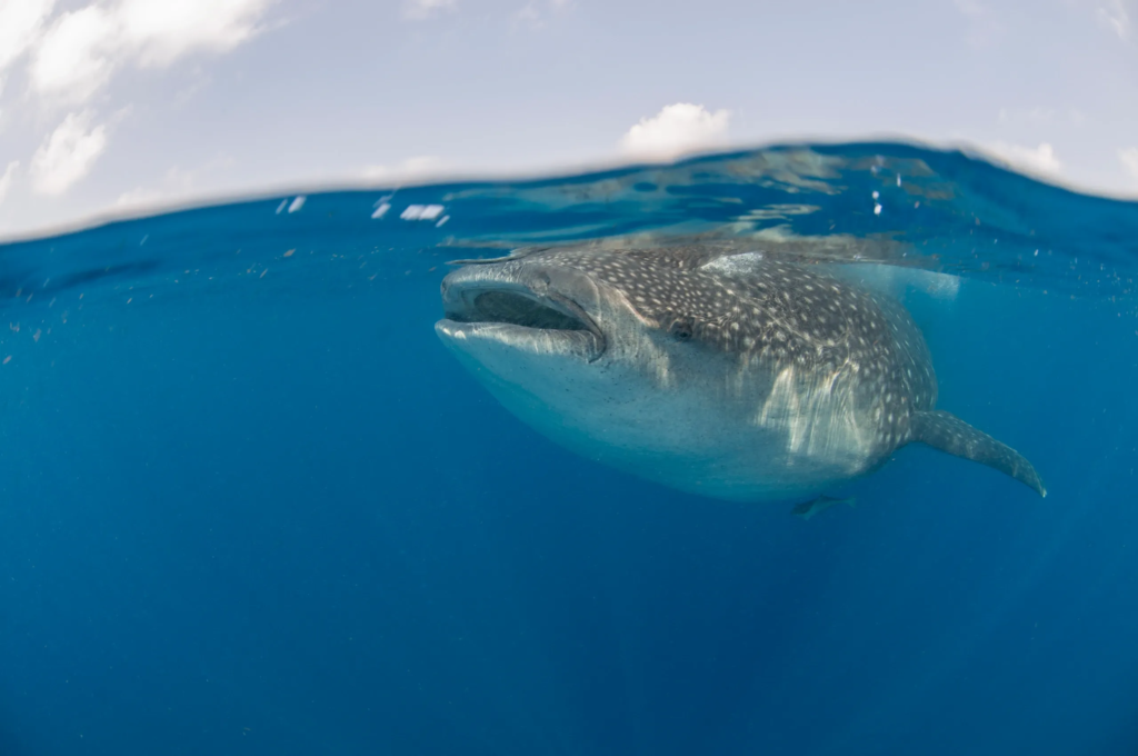 Nadar con tiburones ballena en La Paz, México: Una aventura inolvidable