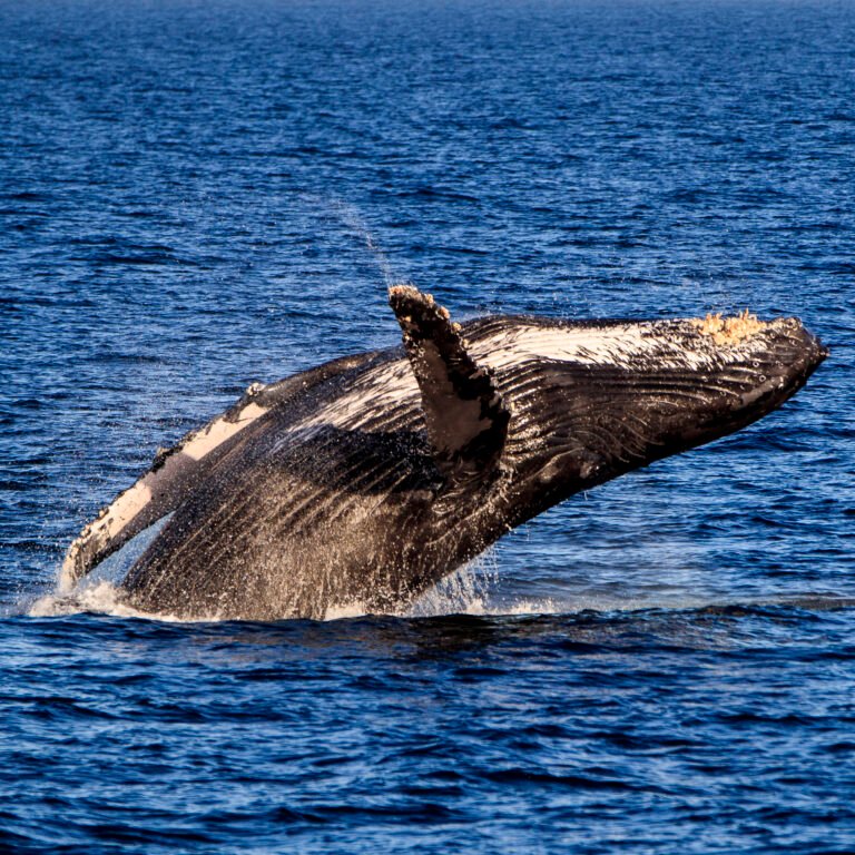 ¡Escribe tus dudas sobre viajar a Los Cabos y te las resolveremos!
