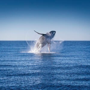 Whale Watching, Snorkel, Leones Marinos