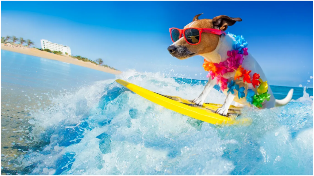 Los Cabos: Un paraíso para mascotas y sus dueños