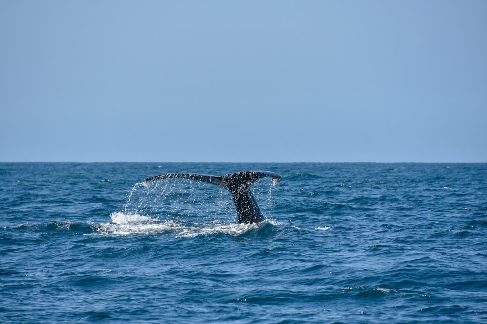 La Baja y su Avistamiento de Ballenas